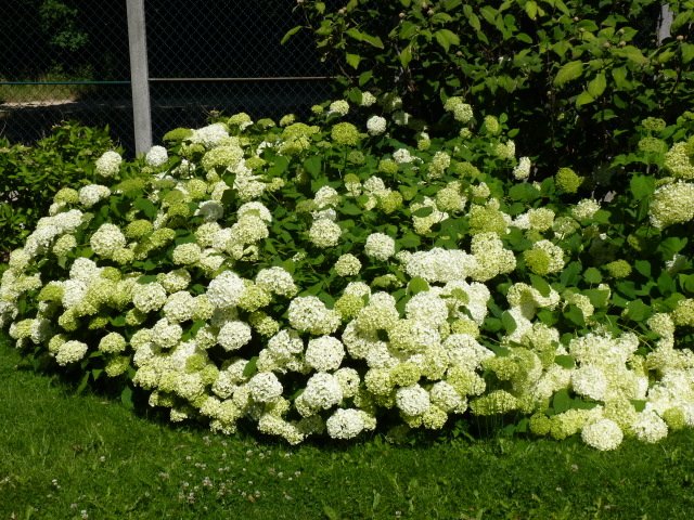 Hydrangea arborescens 'Annabelle'